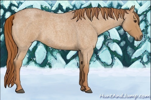 Horse Color:Red Roan 