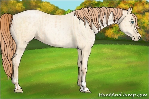 Horse Color:Buckskin Roan Pearl  and Amber Cream Champagne Roan Pearl 