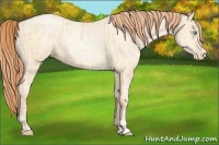 Horse Color:Buckskin Roan Pearl  and Amber Cream Champagne Roan Pearl 
