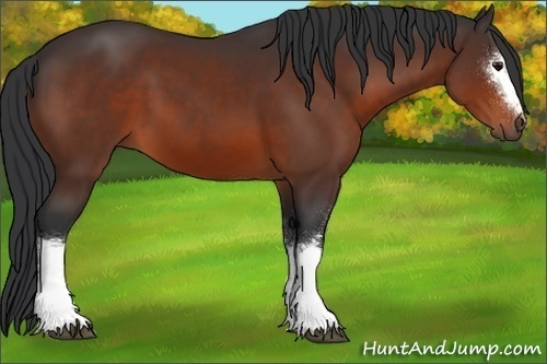 Horse Color:White Spotted Bay 