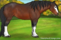 Horse Color:White Spotted Bay
