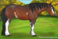 Horse Color:White Spotted Bay Roan