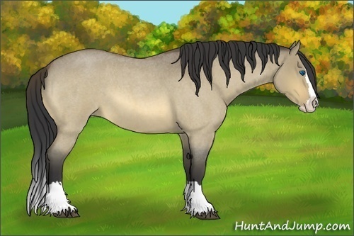 Horse Color:Buckskin Roan Dun Splash 