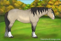 Horse Color:Buckskin Roan Dun Splash 