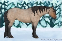 Horse Color:Bay Roan Dun 
