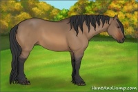 Horse Color:Bay Dun