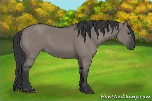 Horse Color:Grullo Rabicano