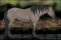 Horse Color:Grullo Rabicano 