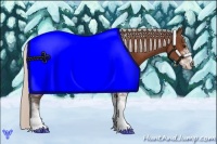 Horse Color:Silver Bay Sabino 