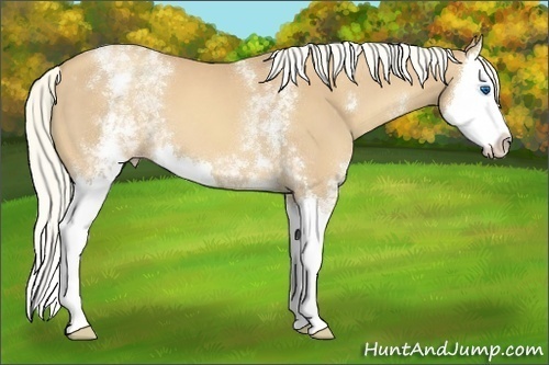 Horse Color:White Spotted Gold Champagne Splash 