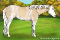 Horse Color:White Spotted Gold Champagne Splash