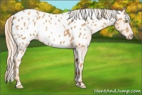 Horse Color:Gold Champagne Appaloosa