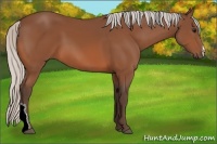 Horse Color:Silver Bay 
