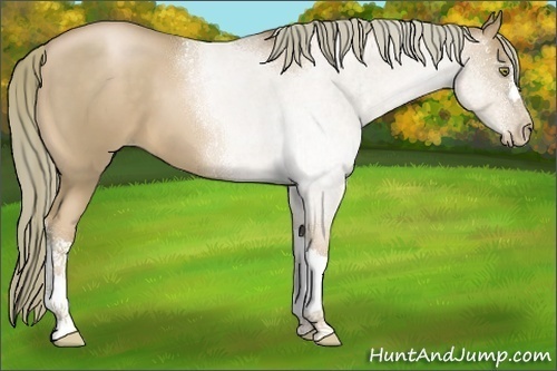 Horse Color:Liver Chestnut Pearl 