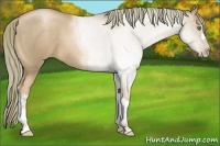 Horse Color:Liver Chestnut Pearl 
