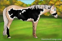 Horse Color:Silver Amber Champagne Frame 