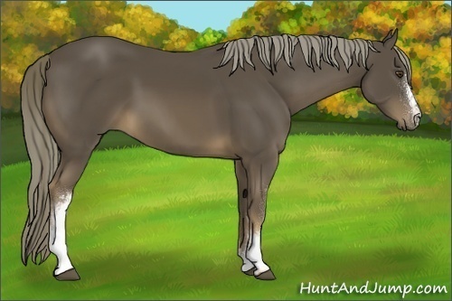 Horse Color:White Spotted Liver Chestnut 