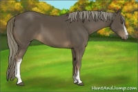 Horse Color:White Spotted Liver Chestnut