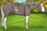 Horse Color:Silver Black Ice Sabino Splash