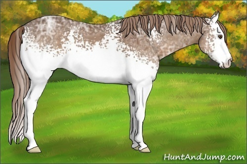 Horse Color:White Spotted Liver Chestnut Ice