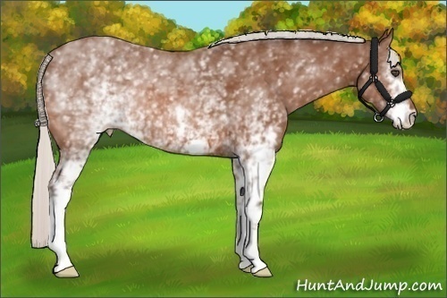 Horse Color:White Spotted Silver Bay 