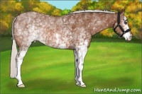 Horse Color:White Spotted Silver Bay 