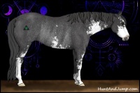 Horse Color:Smoky Black Sabino Rabicano 