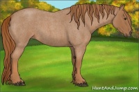 Horse Color:Red Roan 