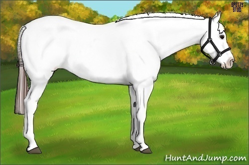Horse Color:Bay Splash Appaloosa