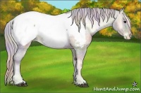 Horse Color:Nacre Silver Bay Onyx Appaloosa 