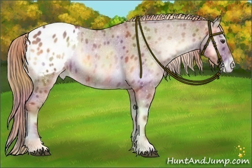 Horse Color:Nacre Red Onyx Sabino Appaloosa 