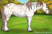 Horse Color:Red Onyx Sabino Appaloosa 