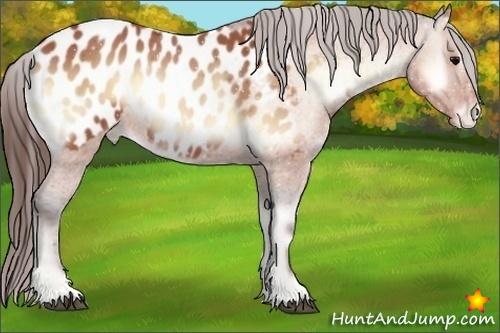 Horse Color:Bay Onyx Near Leopard 