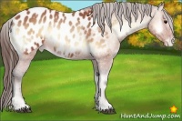 Horse Color:Bay Onyx Appaloosa