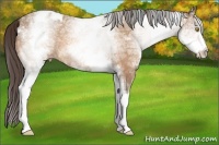 Horse Color:White Spotted Amber Champagne Ice Appaloosa 