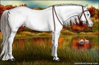 Horse Color:Liver Chestnut Splash Appaloosa 