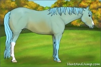 Horse Color:Watercolor Bay 