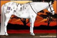 Horse Color:White Spotted Liver Chestnut Splash Appaloosa 
