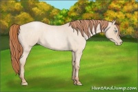 Horse Color:Buckskin Roan Pearl and Buckskin Roan Pearl