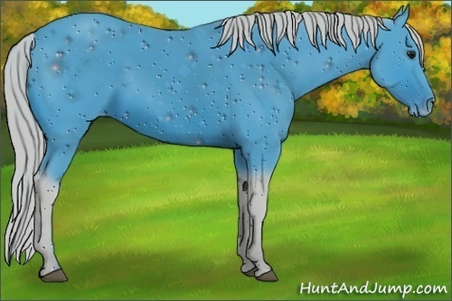 Horse Color:ERROR: UNKNOWN ANOMALY