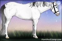 Horse Color:White Spotted Brown Splash 