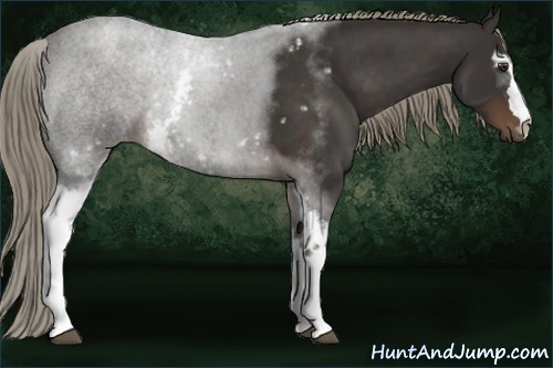 Horse Color:White Spotted Liver Chestnut 
