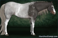 Horse Color:White Spotted Liver Chestnut