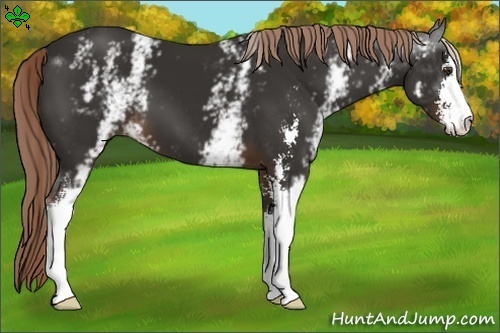 Horse Color:White Spotted Liver Chestnut Sabino 