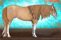 Horse Color:Gold Champagne Splash