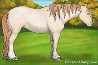 Horse Color:Buckskin Roan Pearl and Buckskin Roan Pearl Rabicano