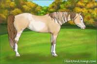 Horse Color:Buckskin Roan Pearl Splash and Gray Buckskin Roan Pearl Splash