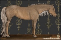 Horse Color:Chocolate Palomino 
