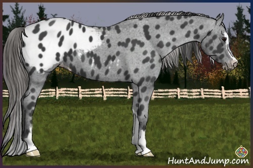Horse Color:Smoky Black Sabino Appaloosa 