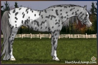 Horse Color:Smoky Black Sabino Appaloosa 
